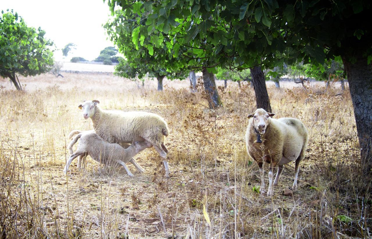 Agroturismo Can Pere Rei Son Serra de Marina Eksteriør billede